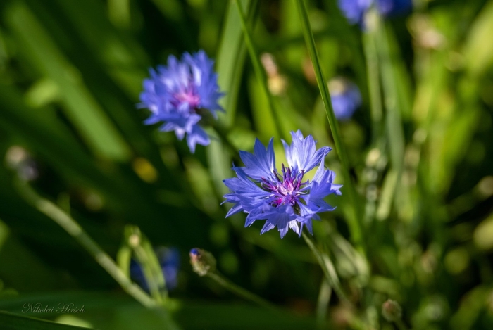 Василёк — национальный цветок германии.