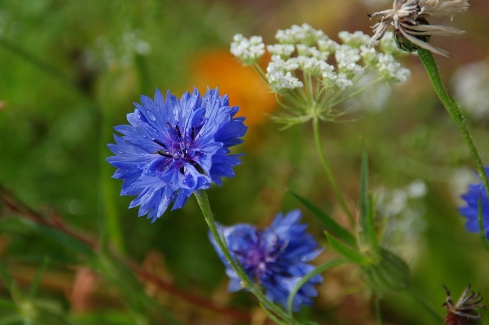 Луговой василек