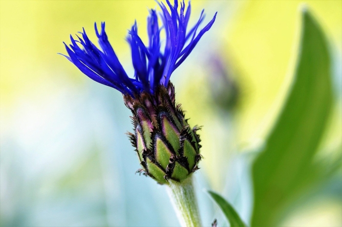 Василек гребенчатый