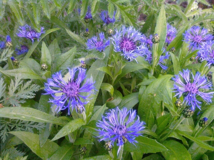 Василек горный (centaurea montana)