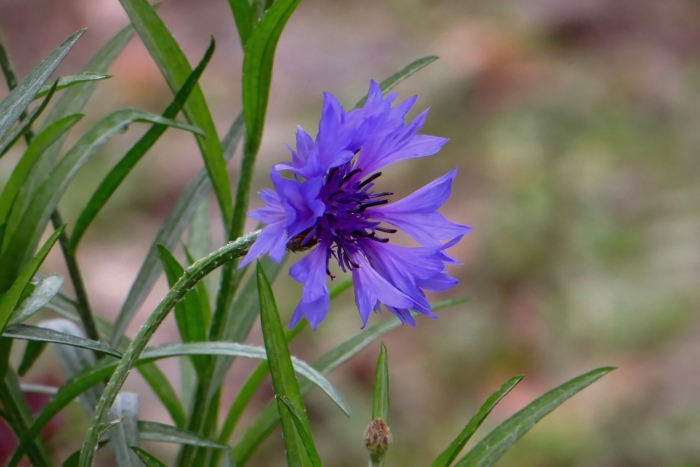 Василек полевой