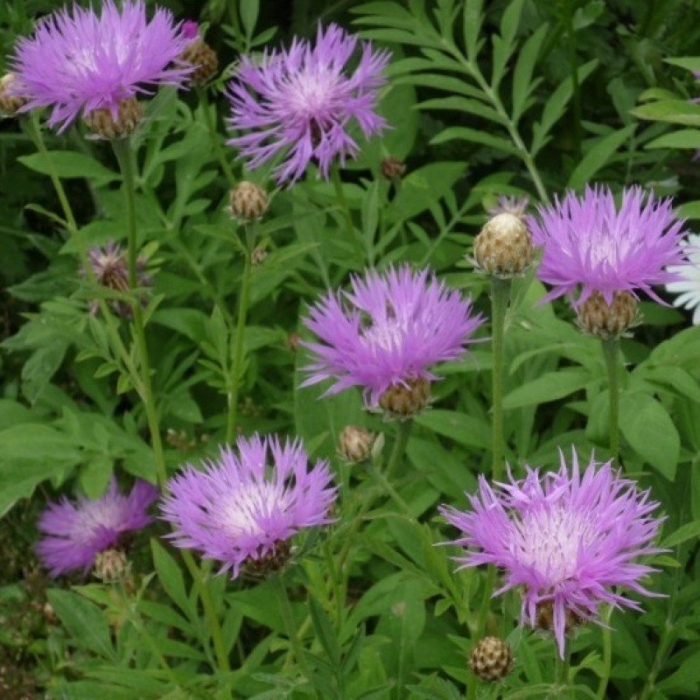 Василёк подбелённый