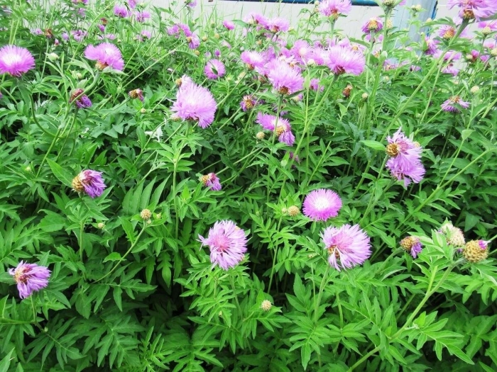 Василек подбеленный