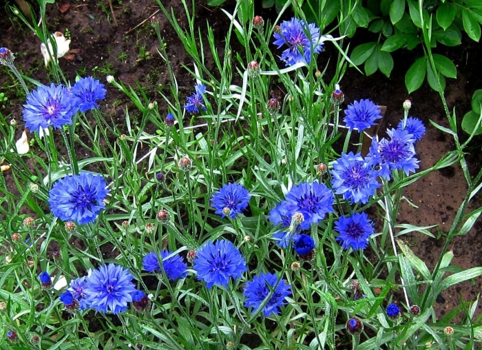 Василек полька дот