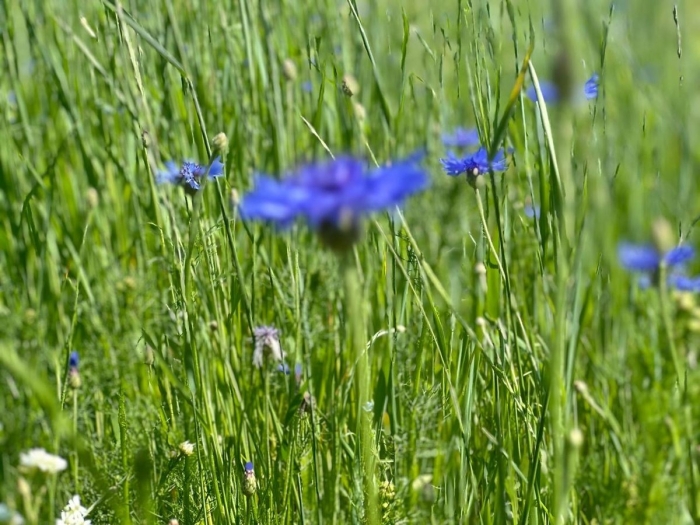 Василёк синий