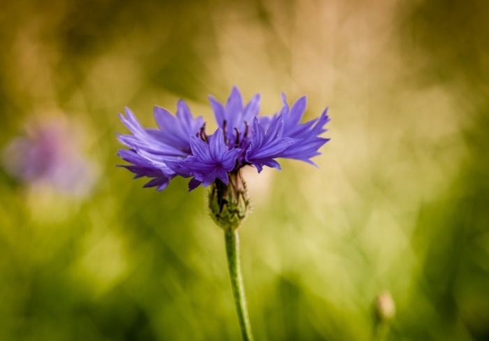 Василек синий centaurea cyanus l.