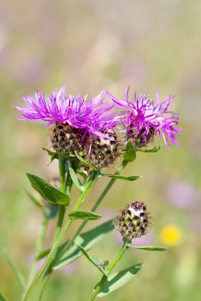 Василек фригийский centaurea phrygia l.