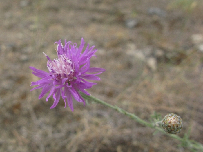 Centaurea majorovii