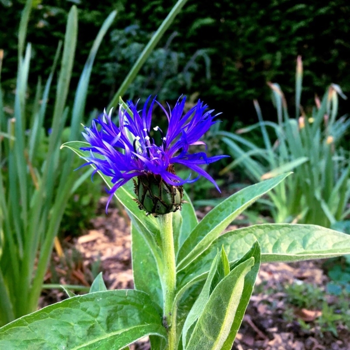 Василек centaurea montana