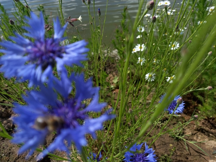 Полевой василек