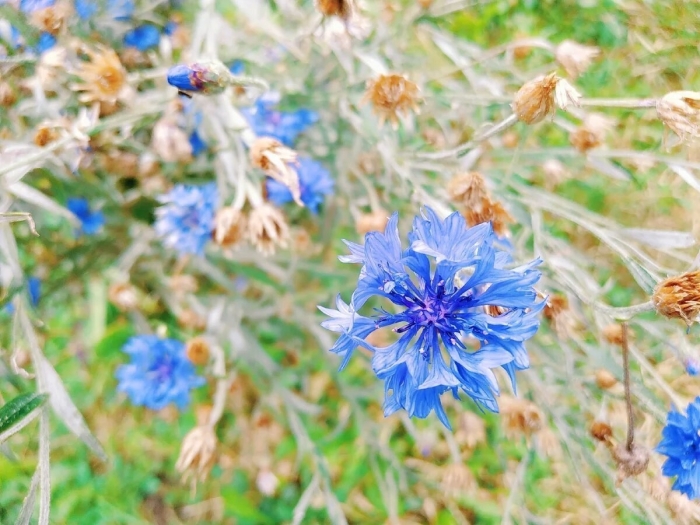 Красивые васильки