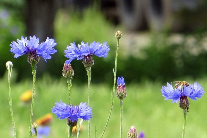 Василек придунайский