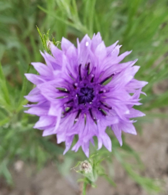 Цветки василька