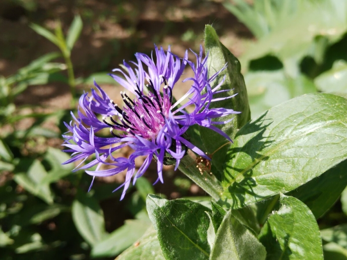 Василёк горный