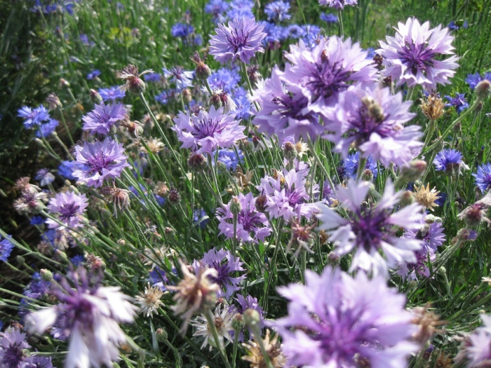 Василёк полевой