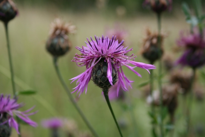 Centaurea marschalliana