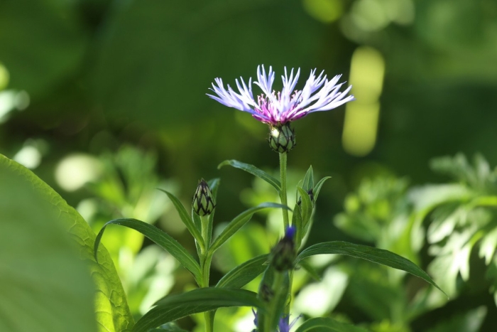 Василек многолетний луговой