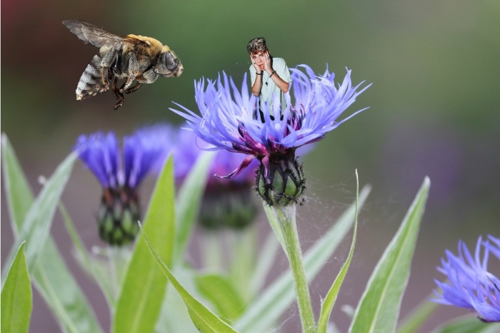 Василек волошка