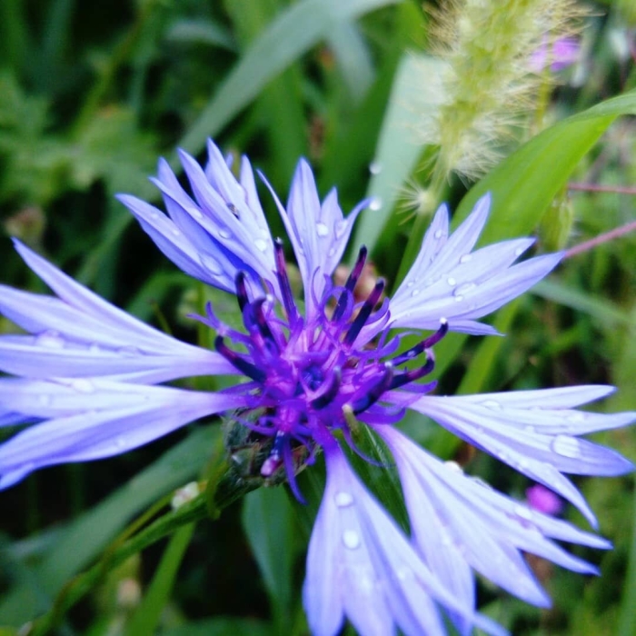 Василек обыкновенный