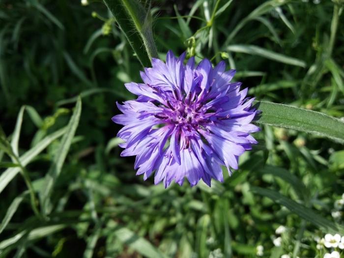 Василек синий (centaurea cyanus)