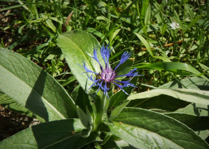 Василек рогатый