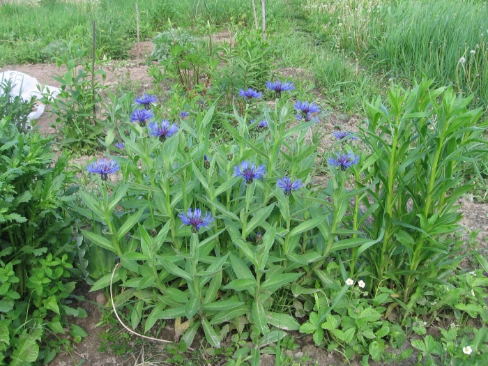 Многолетник василек горный