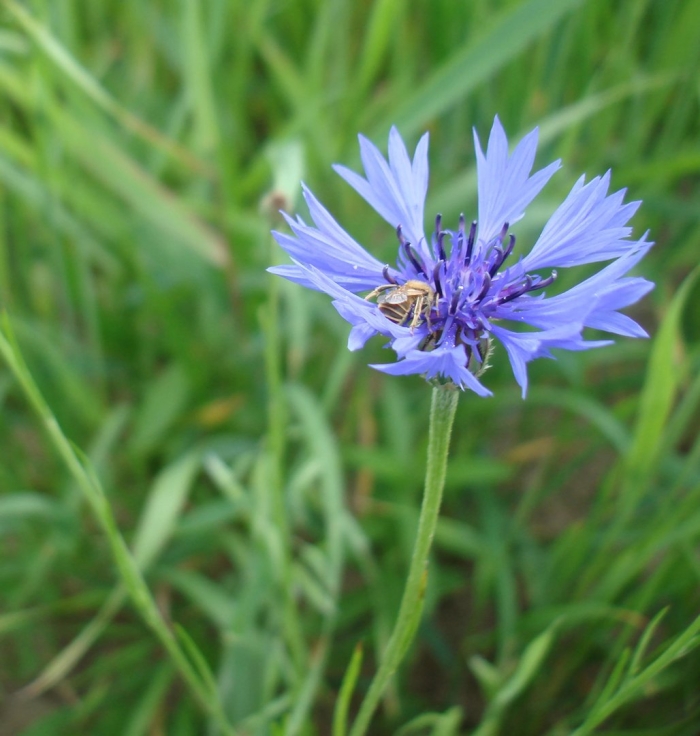 Василёк донской