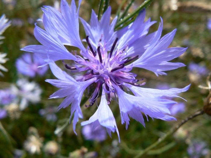 Цветки василька синего