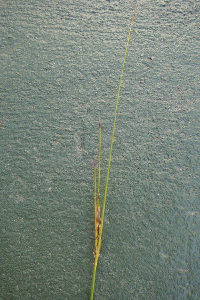 Schoenus pseudoloreus