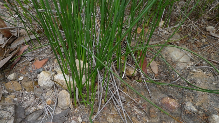 Juncus effusus