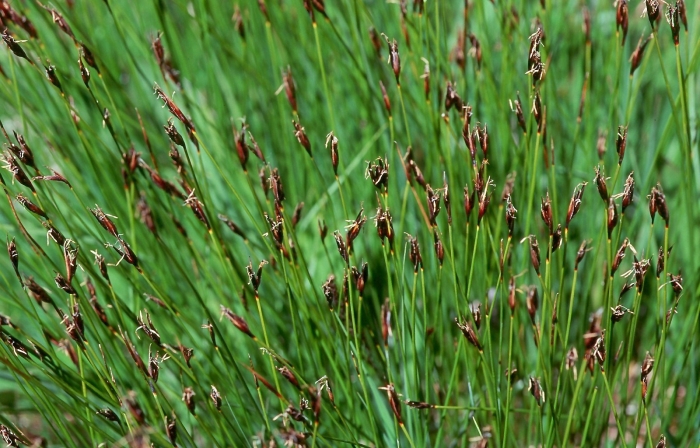 Ситняг болотный (болотница)