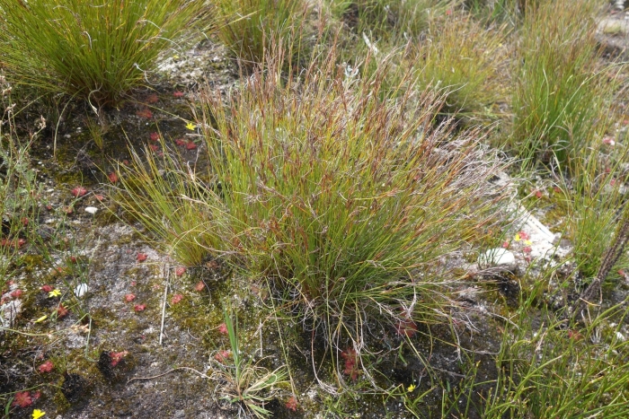 Овсяница валисская типчак