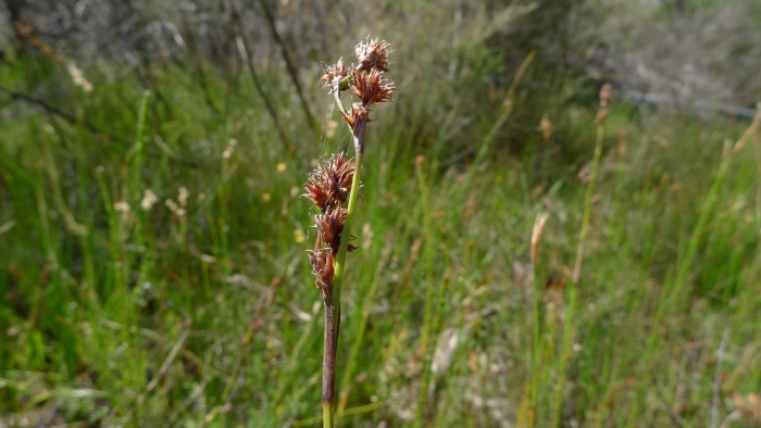 Меч-трава обыкновенная - cladium mariscus