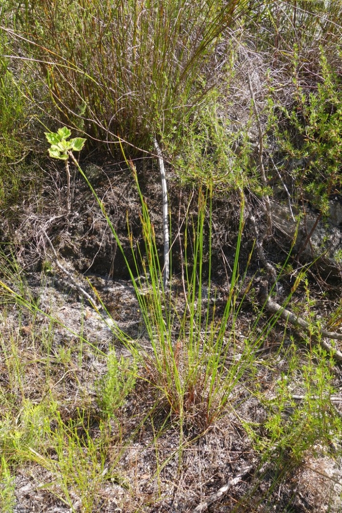 Juncus filiformis