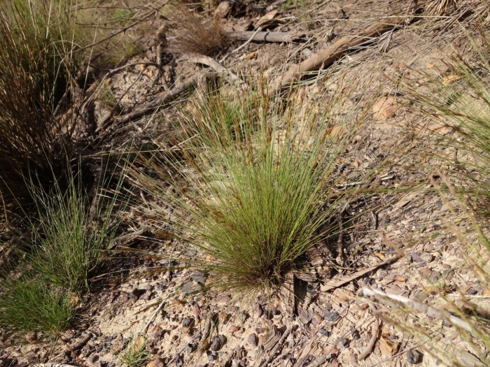 Agrostis canina montana
