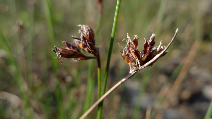 Juncus biglumis