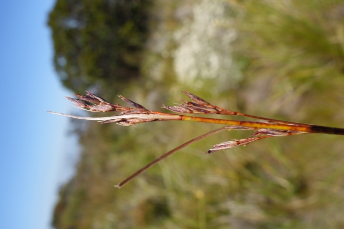 Костёр ржаной (bromus secalinus)
