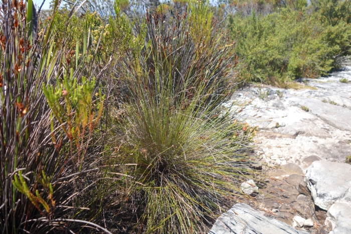 Schoenus pseudoloreus