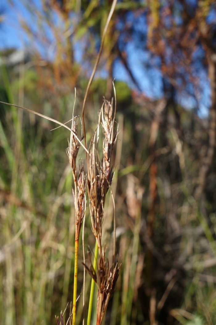 Juncus parryi