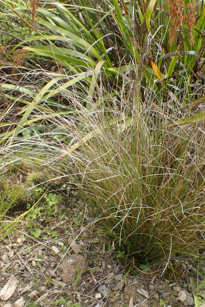 Carex brunnea