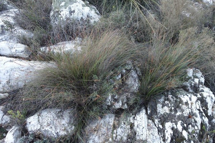 Elytropappus rhinocerotis