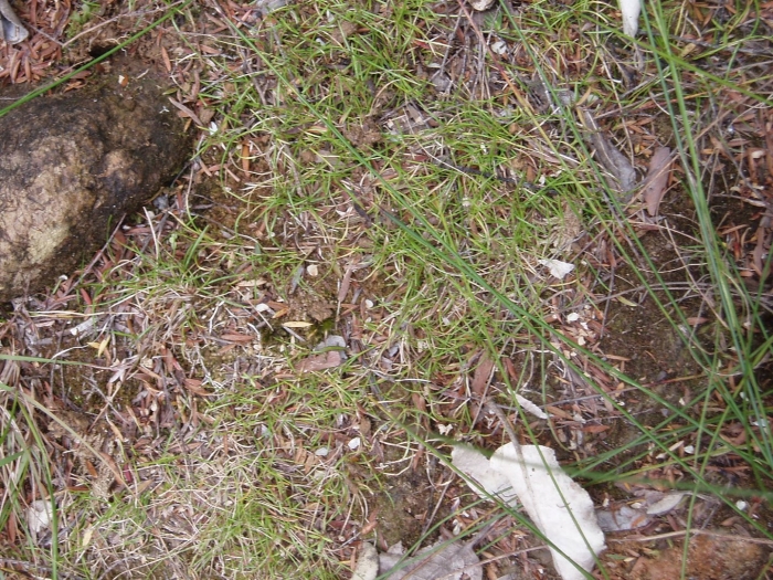 Трава газон