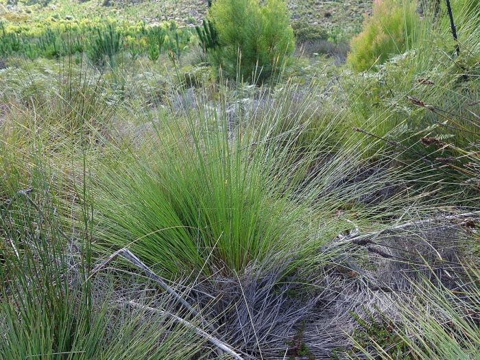 Sporobolus heterolepis зимостойкость