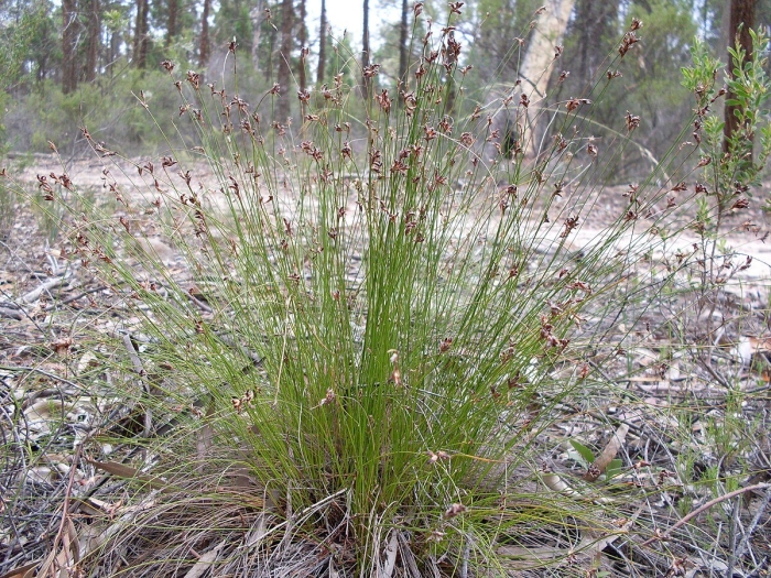 Ситник сплюснутый juncus compressus