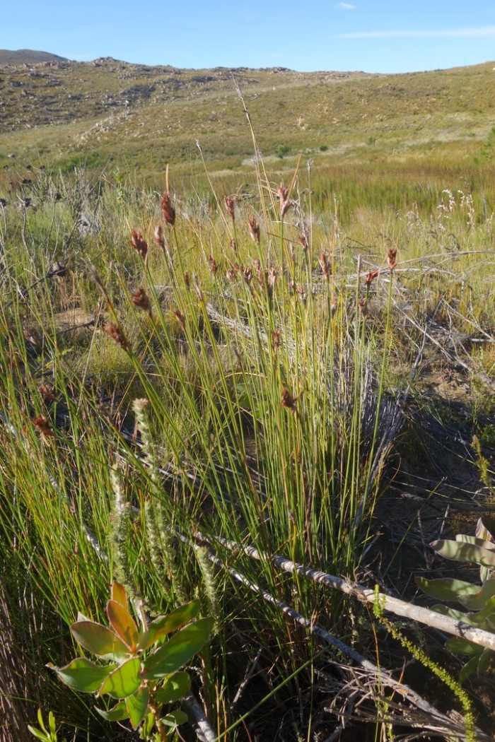 Wikimedia commons file