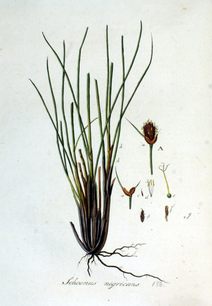 Eleocharis palustris