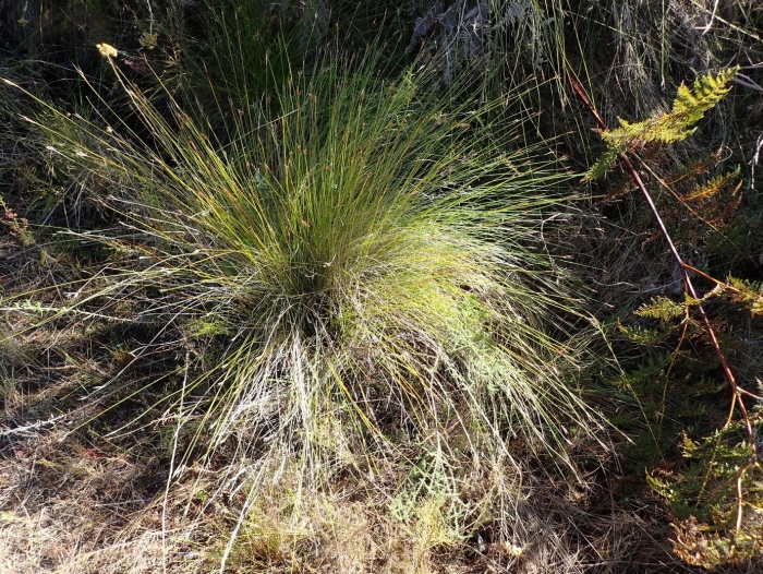 Juncus rigidus