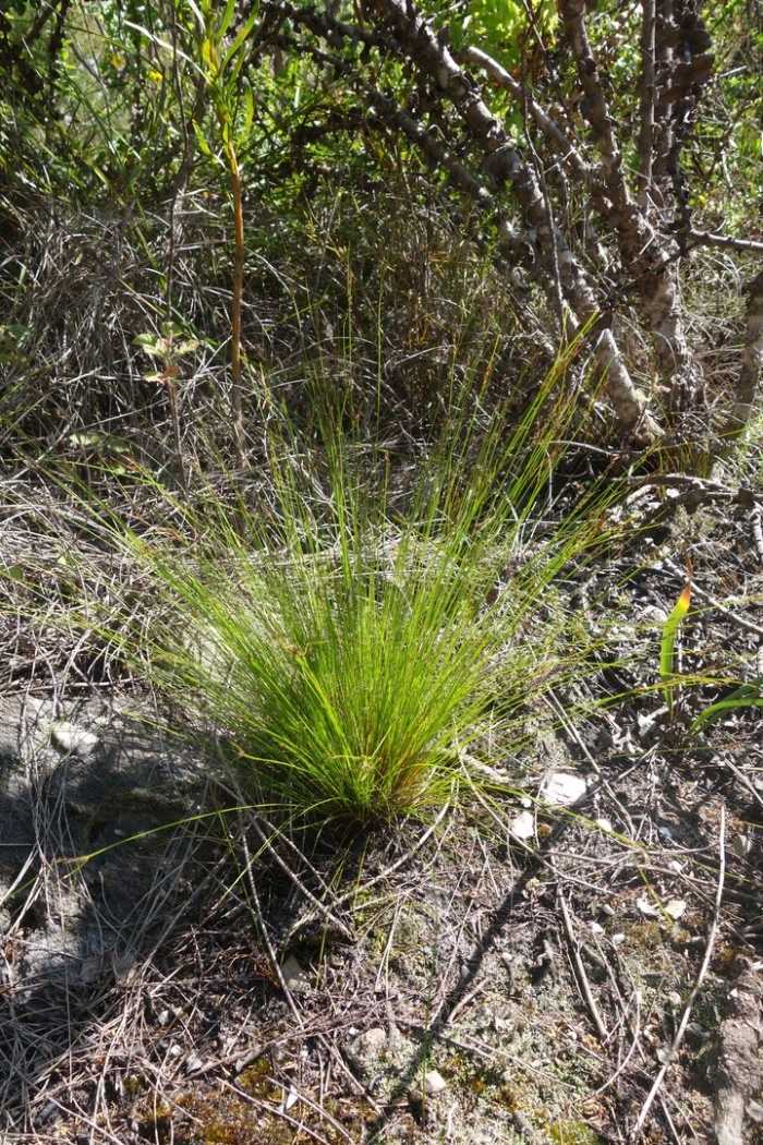 Ковыль stipa tenuissima