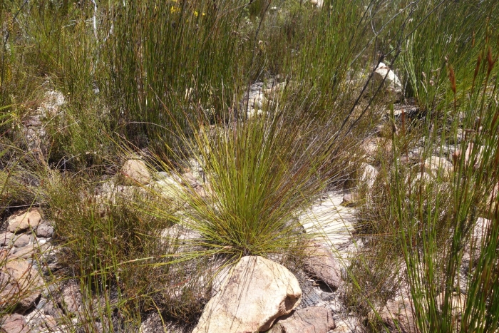 Schoenus pseudoloreus