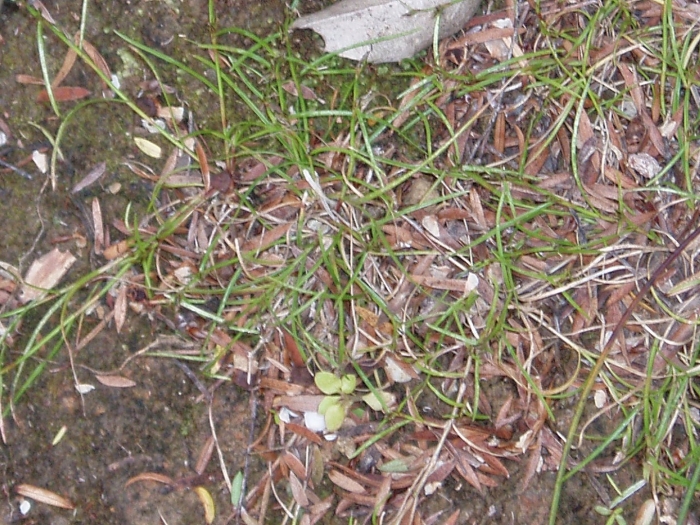 Schoenus maschalinus